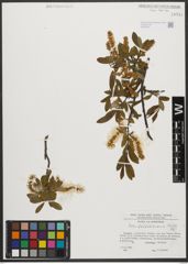 Foto von Salix waldsteiniana Willd.